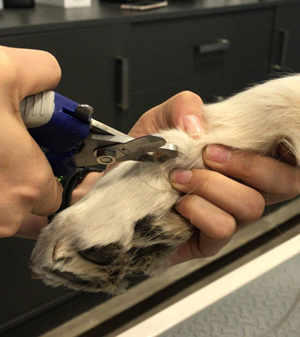 manicura perro mirasierra