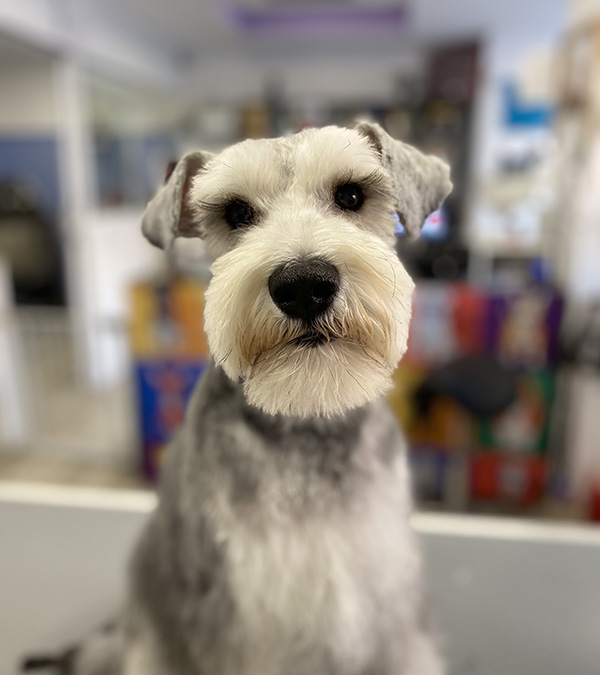 schnauzer gris con pelo corto mirando a cámara