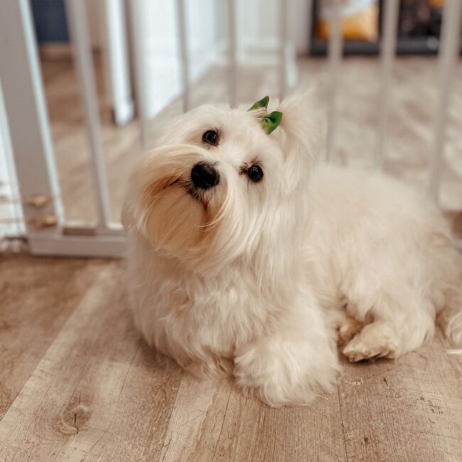 Bichón maltés con coleta sentado en el suelo en la cabeza