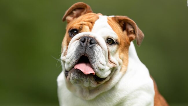 Peluquería canina para Bulldog