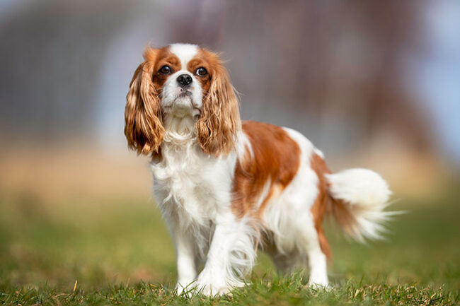 Peluquería canina para Cavalier King Charles Spaniel