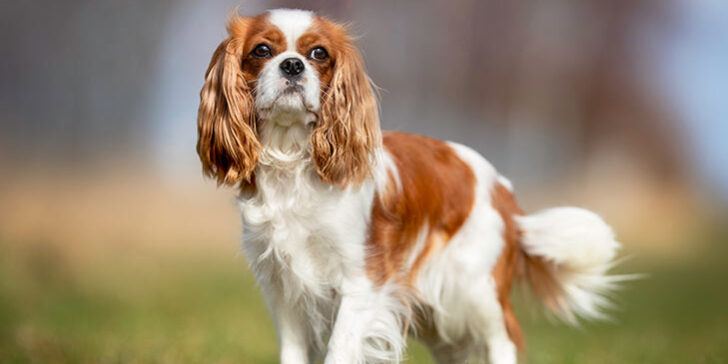 Peluquería canina para Cavalier King Charles Spaniel