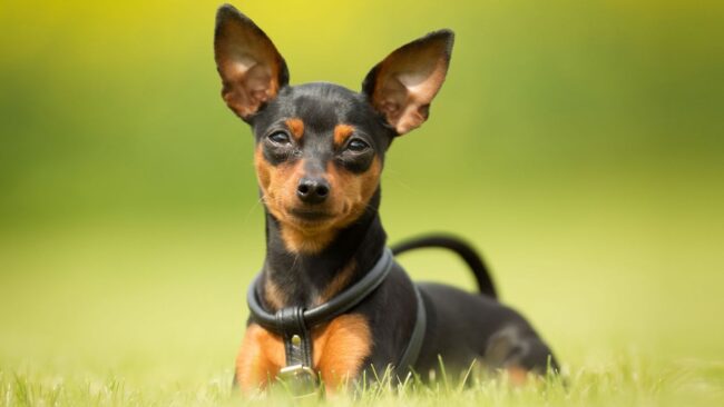 Peluquería canina para pinscher miniatura