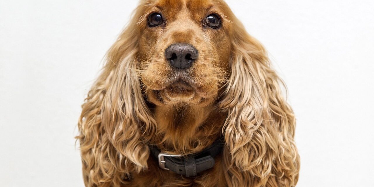 cocker-spaniel-caracteristicas Cocker spaniel mirando a cámara