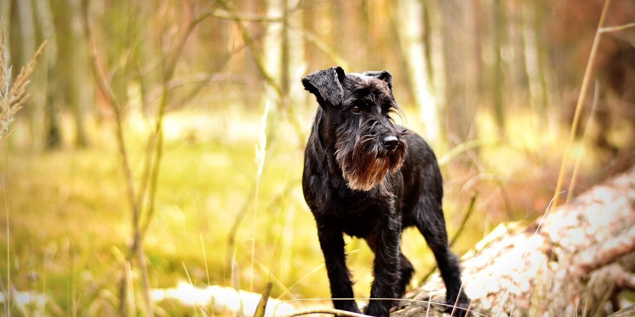 Schnauzer