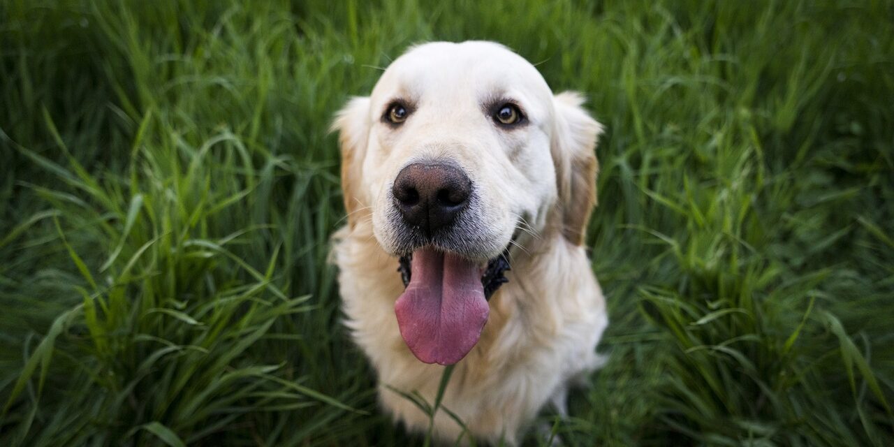 golden-labrador Priemr plano de Golden retriever